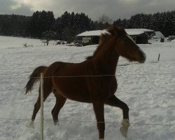 Zuchtstute Hanna (Hannoveraner, 2011, von High Crusador)