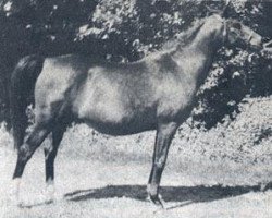 broodmare Tamaree ox (Arabian purebred, 1951, from Shariff ox)