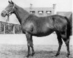broodmare La Sega xx (Thoroughbred, 1959, from Tantième xx)