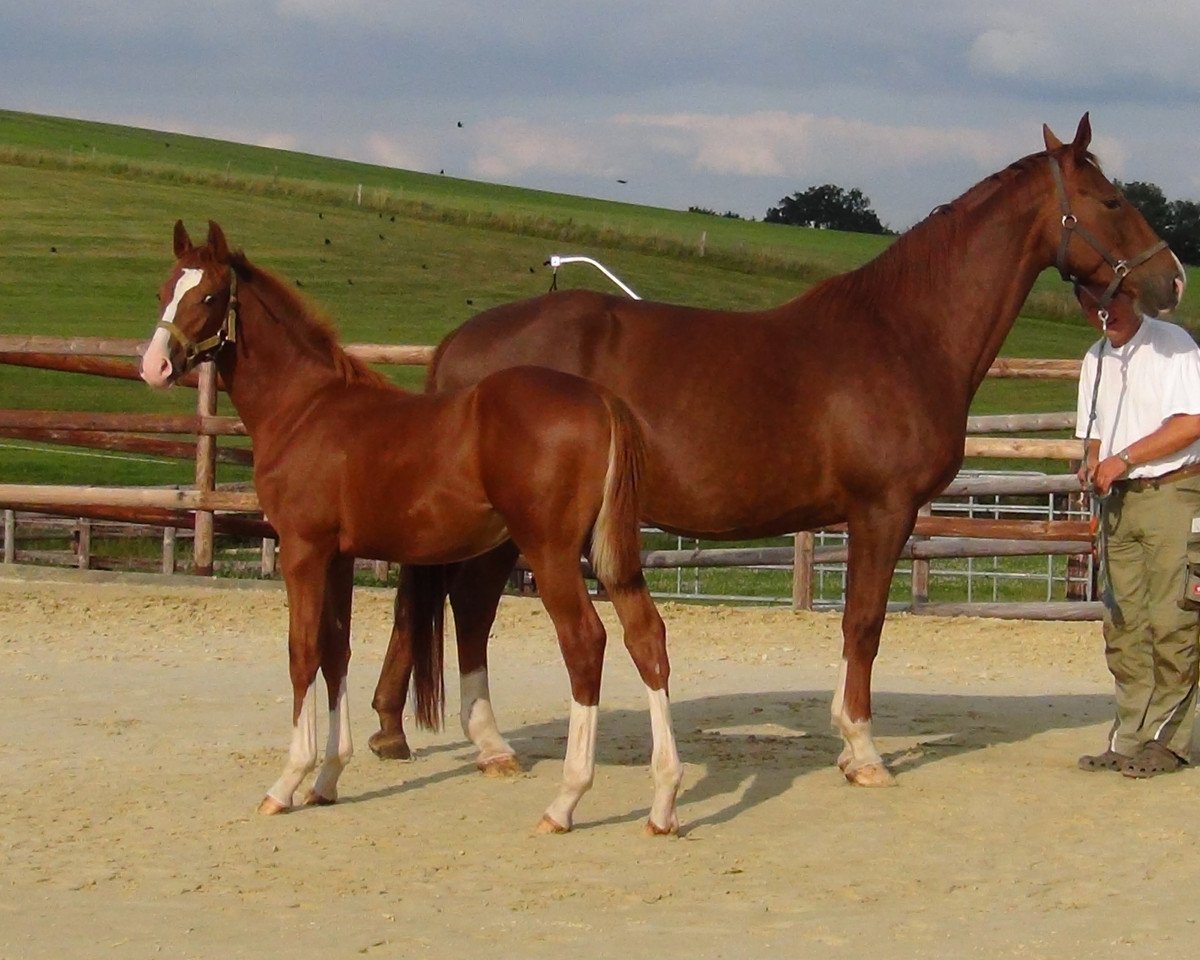 Pferd Lutz look at me (Westfale, 2013, von Lordanos)