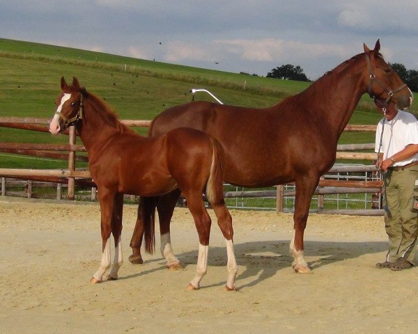 horse Lutz look at me (Westphalian, 2013, from Lordanos)