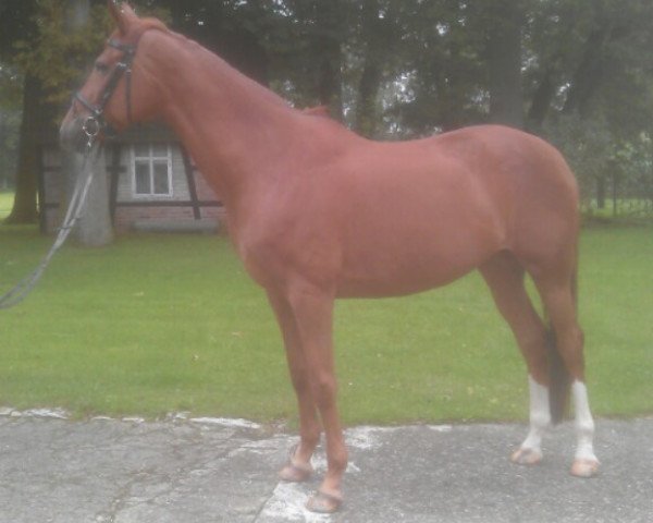 horse De Laila (Westphalian, 2003, from Dali X)