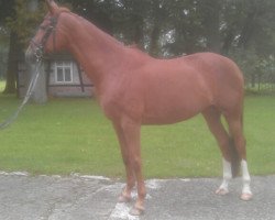 horse De Laila (Westphalian, 2003, from Dali X)