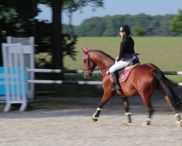 Reitturnier Elmlohe 2021