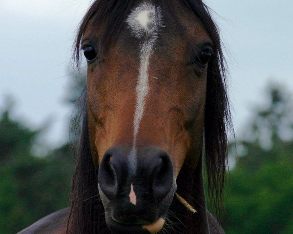 broodmare Shiu Chien ox (Arabian purebred, 1997, from Gomel ox)