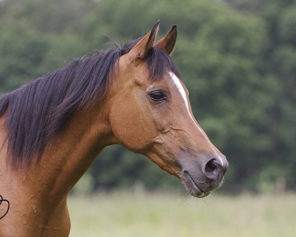 broodmare Zalotnica ox (Arabian purebred, 1987, from Partner ox)