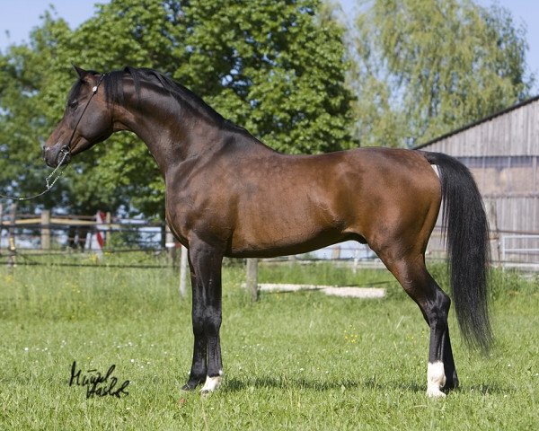 stallion Zebulon ox (Arabian purebred, 1994, from Wermut ox)