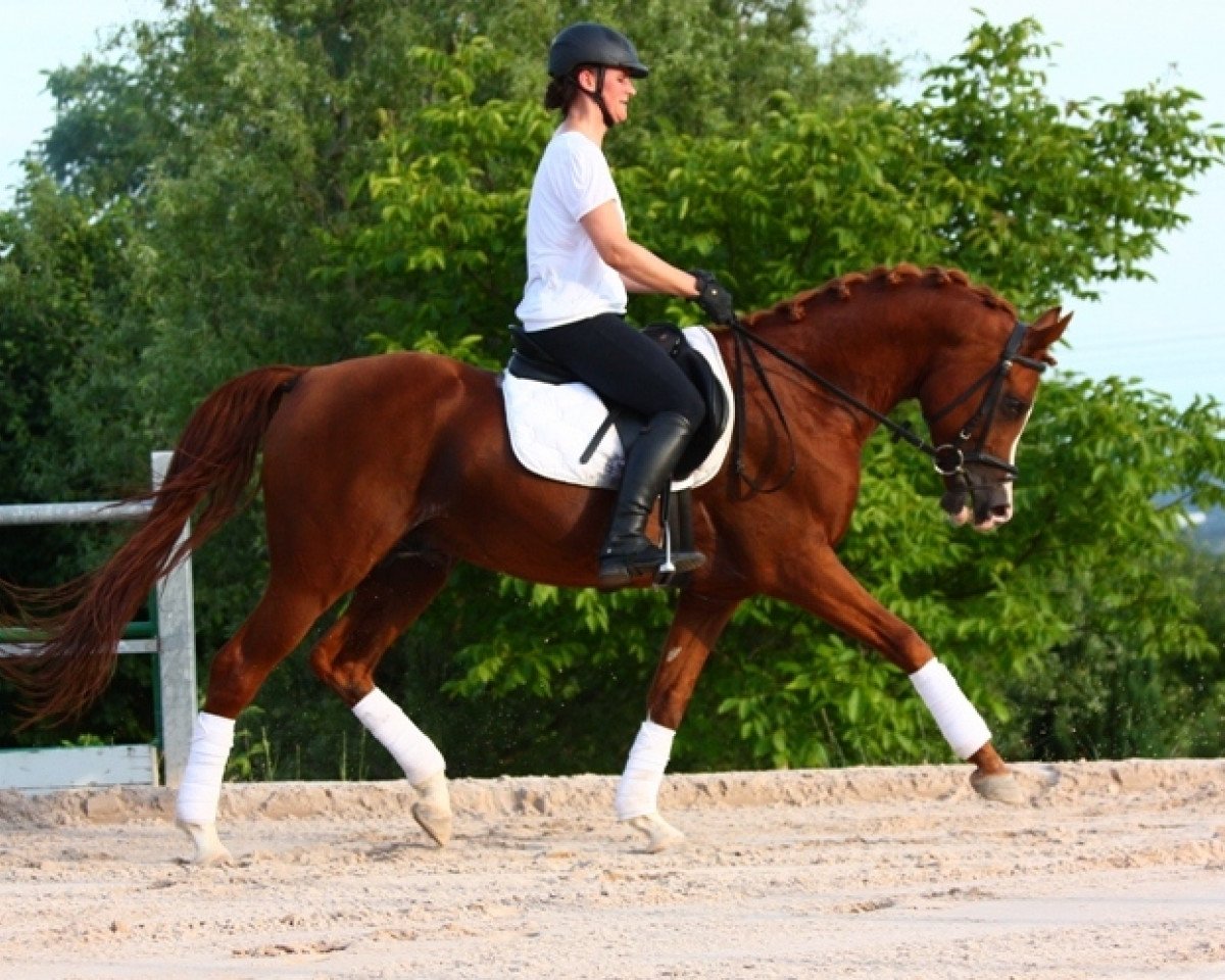 stallion T.M. Lopez ox (Arabian purebred, 2004, from T.M. Aikonos ox)