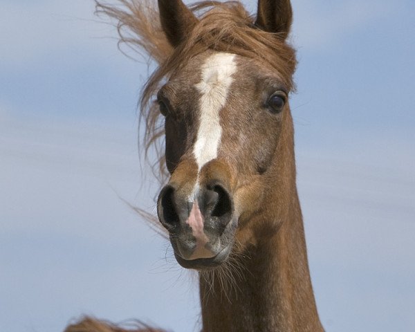 broodmare Baronesse ox (Arabian purebred, 2001, from Kubinec 1987 ox)
