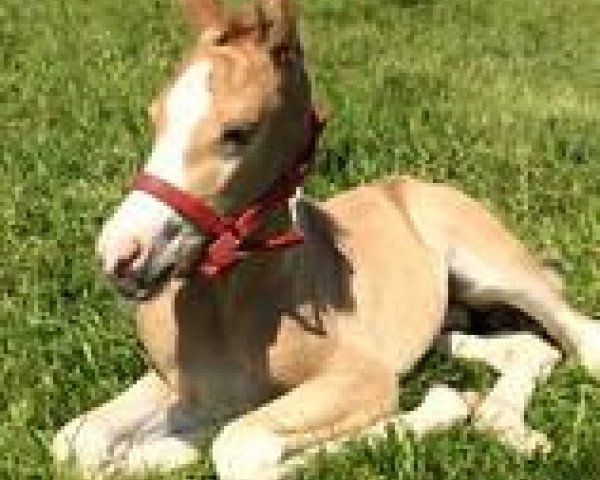 dressage horse Junkbrunnen's Taj Mahal (German Riding Pony, 2014, from PAV Talisman)