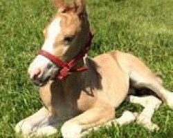 dressage horse Junkbrunnen's Taj Mahal (German Riding Pony, 2014, from PAV Talisman)