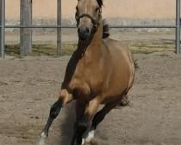 dressage horse Champion´s Boy (German Riding Pony, 2008, from FS Champion de Luxe)
