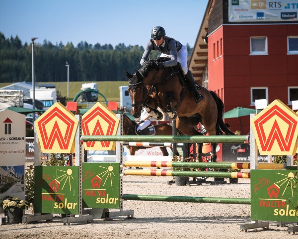 Springpferd Gerry van Boven (Hannoveraner, 2012, von Grey Top)