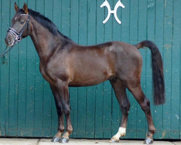Dressurpferd Sir Swarovski (Rheinländer, 2010, von Swarovski)