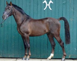 dressage horse Sir Swarovski (Rhinelander, 2010, from Swarovski)