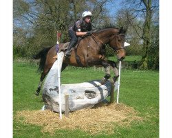 jumper Chicago VDL (KWPN (Royal Dutch Sporthorse), 2007, from Corland)