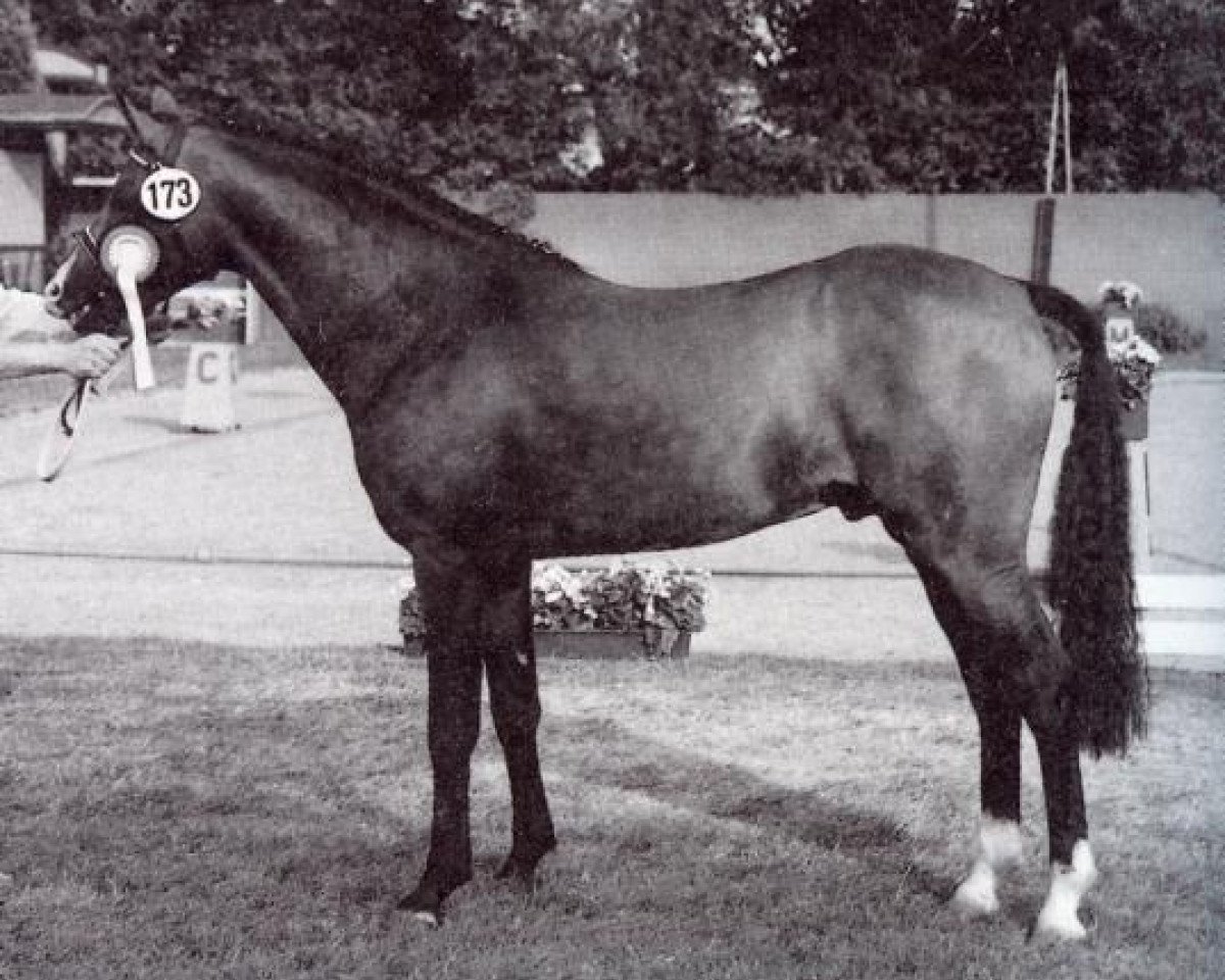 Deckhengst Nobelstar (Deutsches Reitpony, 1994, von Navajo)