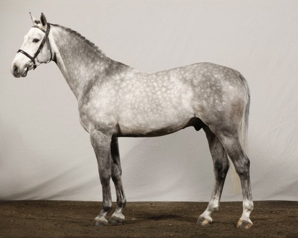 stallion Corporal VDL (Westphalian, 2006, from VDL Cardento 933)