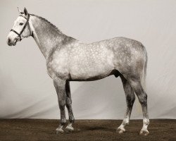 stallion Corporal VDL (Westphalian, 2006, from VDL Cardento 933)
