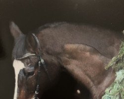 dressage horse Nordsturm 12 (Trakehner, 1999, from Finley M)