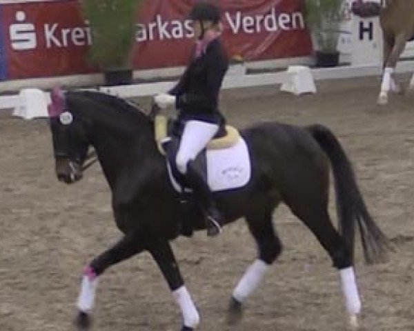dressage horse Feine Deern 20 (Hanoverian, 2007, from Fürst Donnerhall) dressage horse Feine Deern 20 (Hanoverian, 2007, from Fürst Donnerhall)