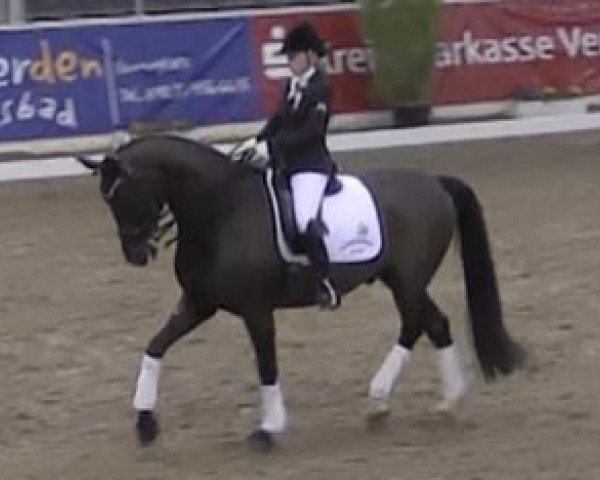 dressage horse Dr. Hugstible (Hanoverian, 2001, from Donnerhall)
