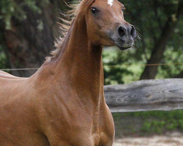 broodmare AJ Angelina ox (Arabian purebred,  , from WH Justice ox)