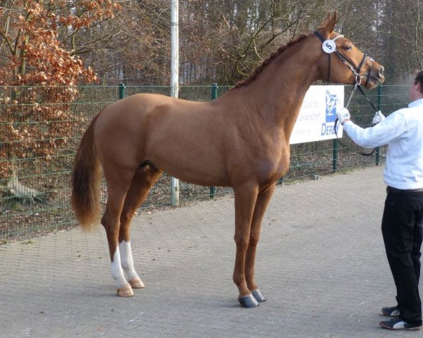 horse Belgabad (Trakehner, 2012, from Sixtus)