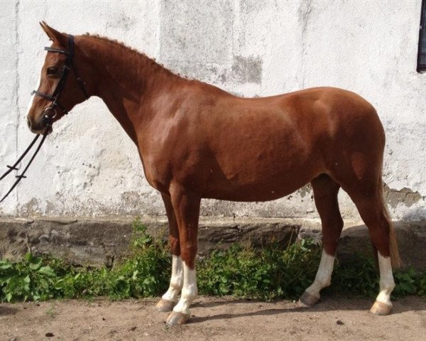 horse Madams Larissa Design (Nederlands Welsh Ridepony, 2002, from Goldwind Empire's Design)
