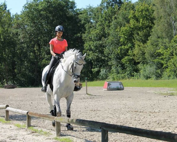jumper Little Joe (Hanoverian, 2004, from Lauries Crusador xx)