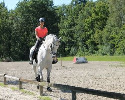 jumper Little Joe (Hanoverian, 2004, from Lauries Crusador xx)