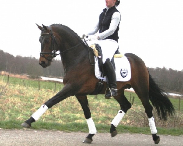 Deckhengst Kielshoop Honeyhill (Nederlands Welsh Ridepony, 2002, von Bjirmen's Wytse) Deckhengst Kielshoop Honeyhill (Nederlands Welsh Ridepony, 2002, von Bjirmen's Wytse)