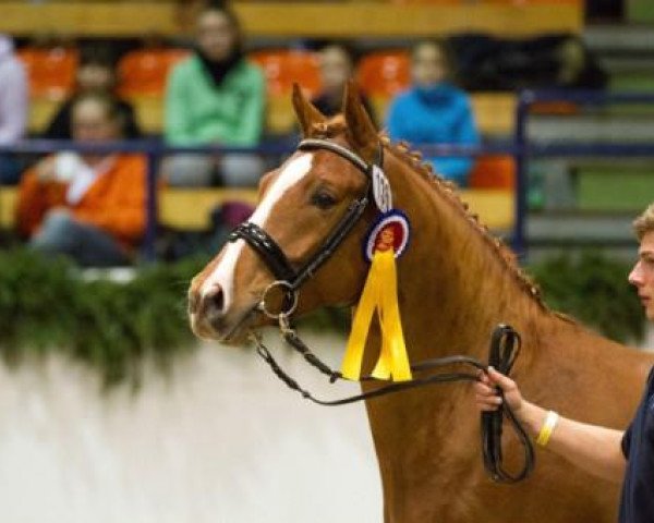stallion FS Dodge City (German Riding Pony, 2009, from FS Don't Worry) stallion FS Dodge City (German Riding Pony, 2009, from FS Don't Worry)