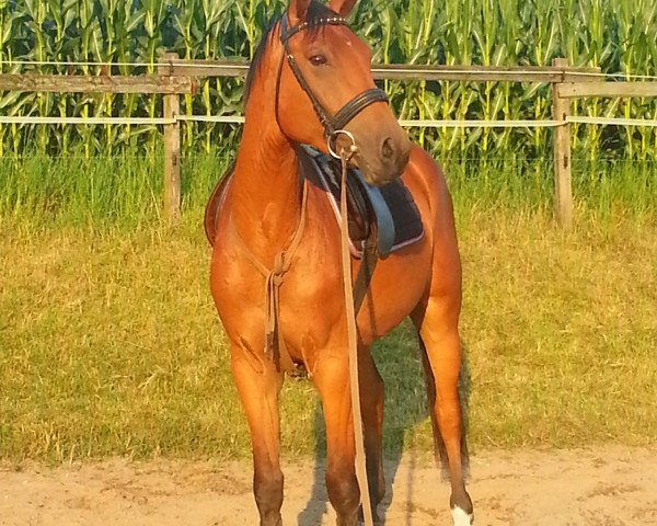 horse Calle (Westphalian, 2009, from Contendro I)