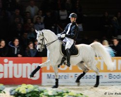 stallion Exquisite's Fantasy ox (Arabian purebred, 2002, from Gasir ox)
