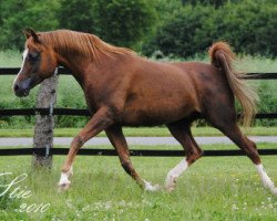stallion Voshac ox (Arabian purebred, 1993, from Veresk 1983 ox)