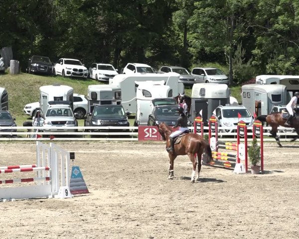 Reitturnier Aesch bei Neftenbach 2021