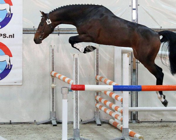 dressage horse Gladstone VDL (Nederlands Rijpaarden en Pony, 2011, from VDL Bubalu)