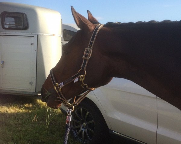 jumper Diamond Shine (Oldenburg, 2006, from Diamond Hit) jumper Diamond Shine (Oldenburg, 2006, from Diamond Hit)