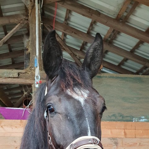 horse Second Navarro P (Hanoverian, 2019, from St. Schufro)