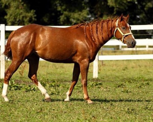 Zuchtstute Jacs Lil Jaguar (Quarter Horse, 2010, von Jacs on Top)