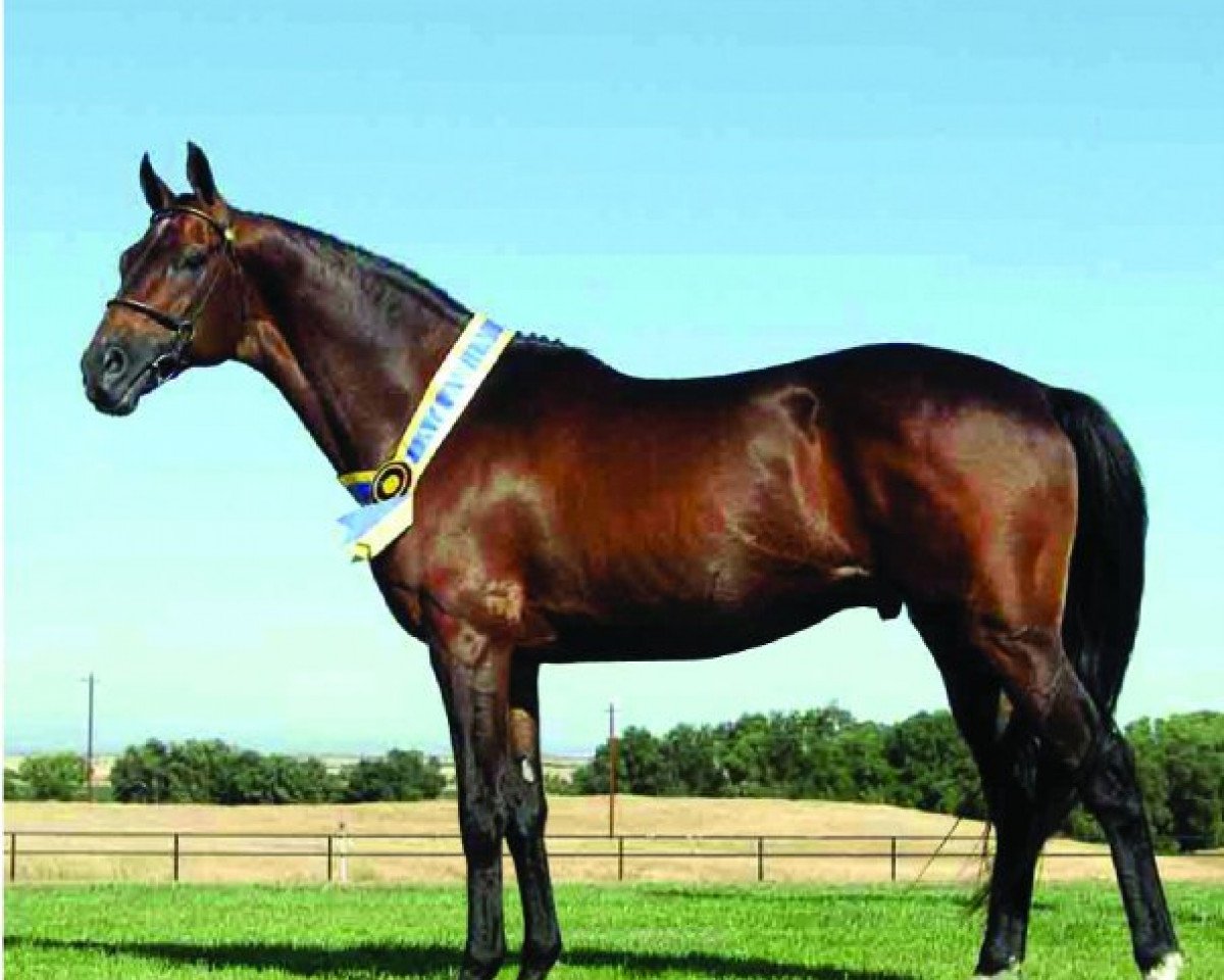 stallion Coconut Grove xx (Zangersheide riding horse, 1987, from Dare To Pet xx)
