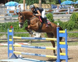 jumper Nomos 6 (German Sport Horse, 2005, from No Limit)
