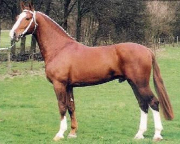 Deckhengst Galant (KWPN (Niederländisches Warmblut), 1988, von Theoloog)