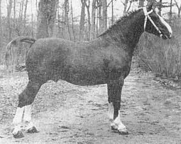 Deckhengst Norking (Gelderländer, 1949, von L'Invasion AN)