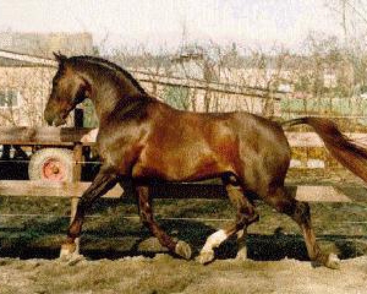 stallion Zichem (KWPN (Royal Dutch Sporthorse), 1981, from Gondelier)