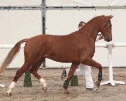 Cavallo Floris (KWPN (Warmblood olandese), 2010, di Negro)