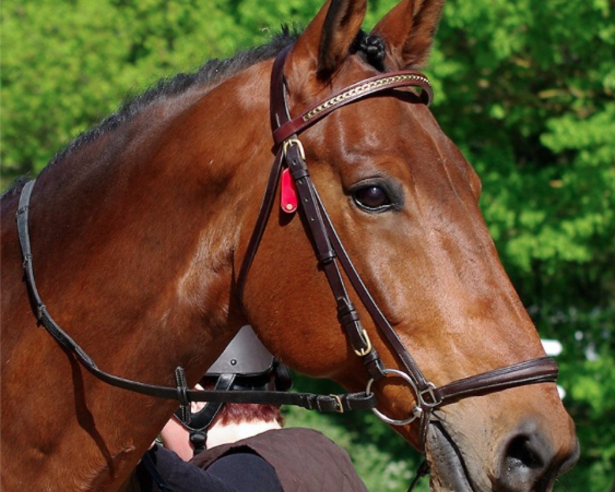 horse Aigle W (KWPN (Royal Dutch Sporthorse), 2005, from Germus R)