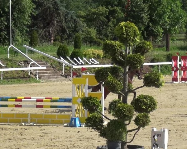 Reitturnier Bornheim-Widdig 2021