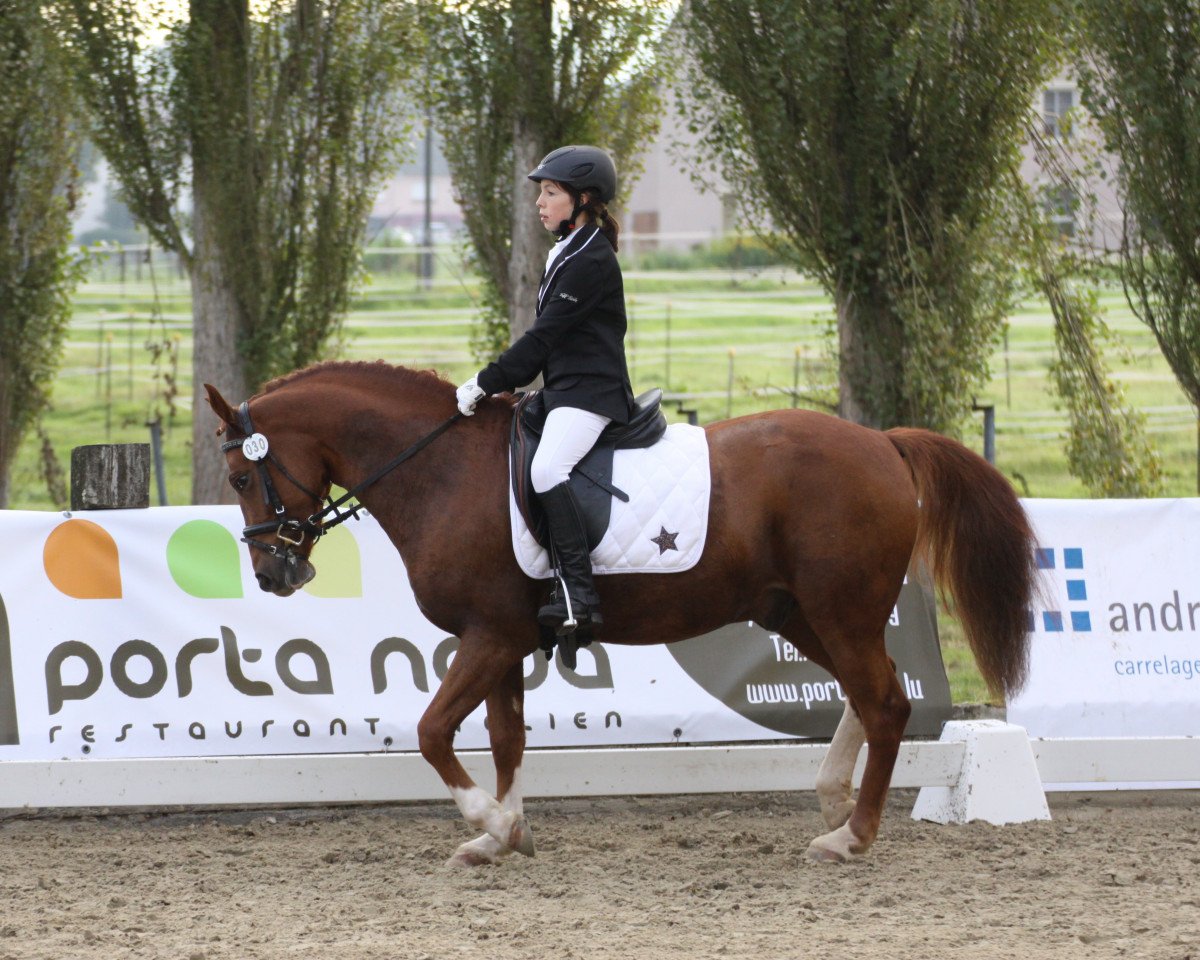 Dressurpferd Don Diego (Deutsches Reitpony, 2010, von FS Don't Worry)